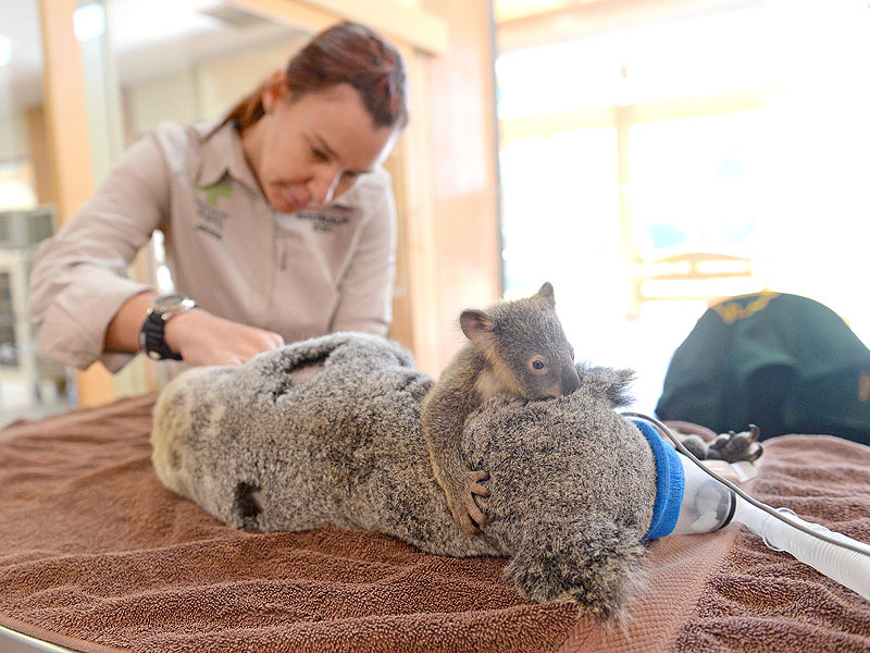 Baby Koala stays by Mom during surgery at Australia Zoo