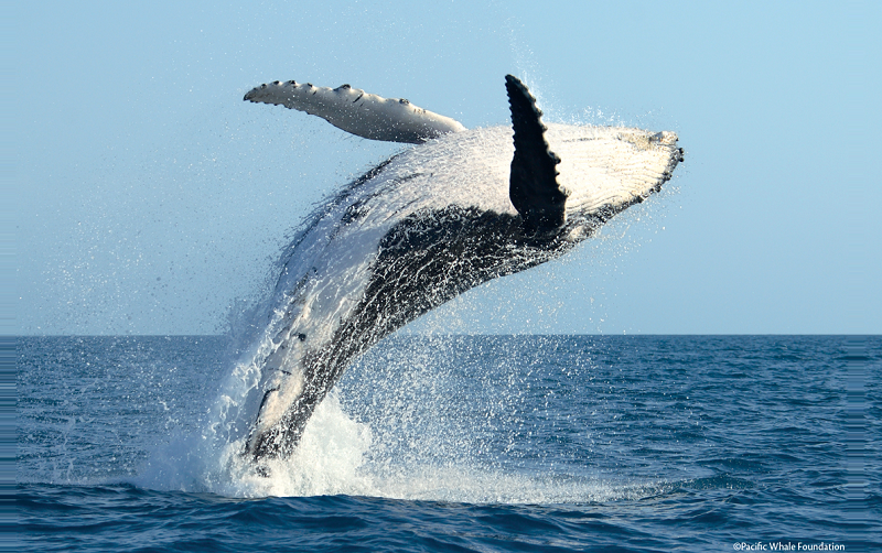 Australian Humpback Whale. Photo: Pacific Whale Foundation