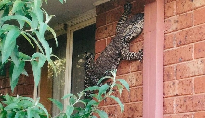 A goanna photographed climbing on the side of a home in Thurgoona, NSW, Australia. Photograph: Eric Holland
