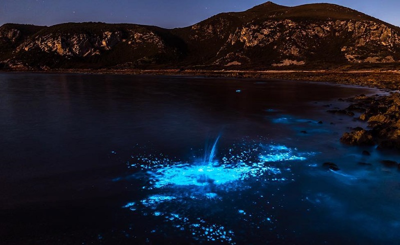 Bioluminescence at Rocky Cape, Tasmania. Picture taken Leanne Marshall.