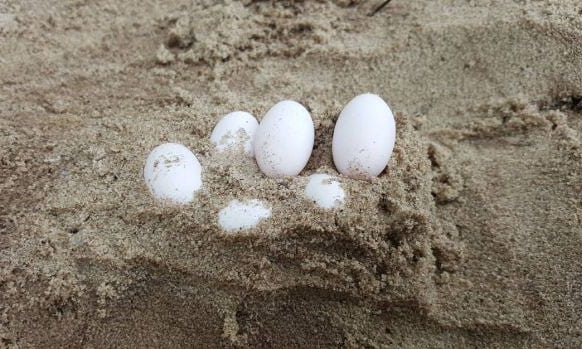 Some of 43 snake eggs removed by wildlife rescue group Fawna from a school sandpit in Laurieton, New South Wales. Photograph: Fawna