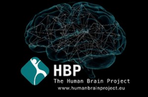 HBP human brain