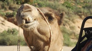 CirCus Camel