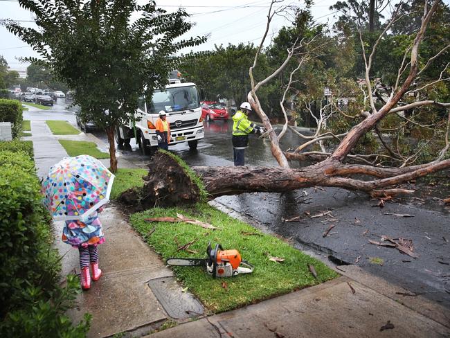 SES personnel removing a large tree down in Naremburn in Sydney’s north. Photo: Phil Hillyard