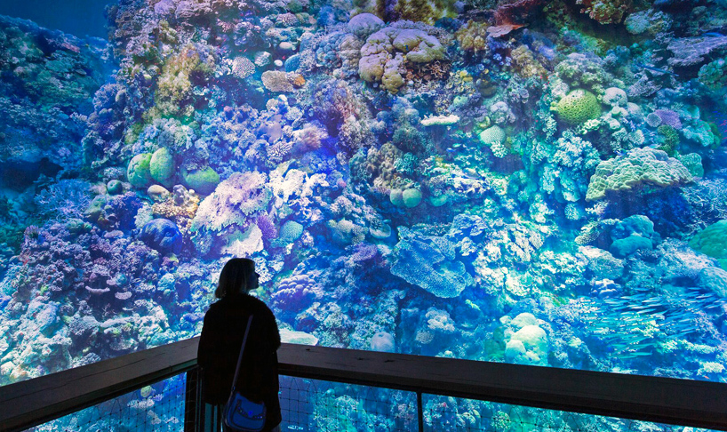 Artist Yadegar Asisi, famous for his use of panoramic video and art, has brought the beauty of Australia's Great Barrier Reef to the Panometer in Leipzig, Germany