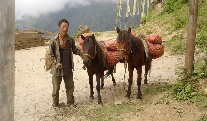 A man carries a large load on his back while walking with his mule to market in Dhremtse, Bhutan