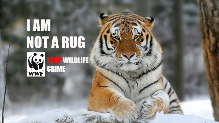 not_a_rug_tiger