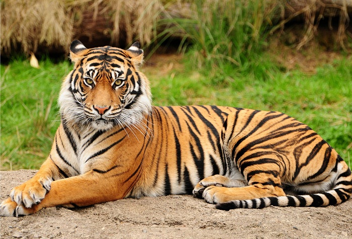 Number Of Wild Tigers Increases For First Time In 100 Years