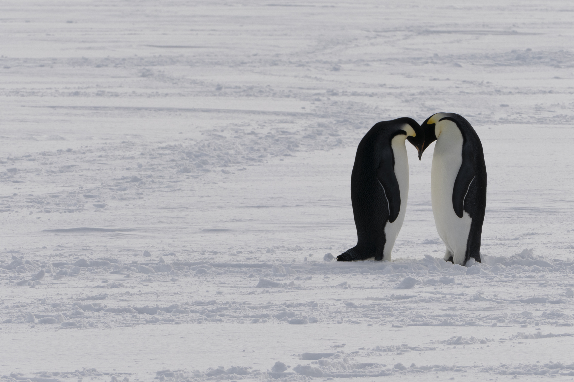 AUSTRALIAN AND NEW ZEALAND ANTARCTIC LEADERS MEET TO DISCUSS